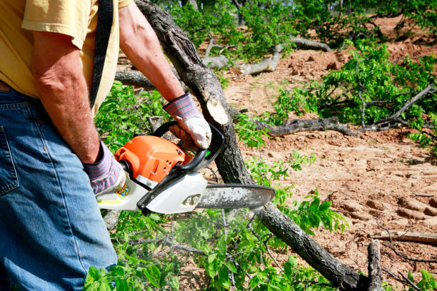 Best Stump Grinding Near Me  in Omro, WI